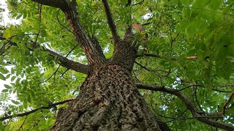 Walnut Tree Bark Identification