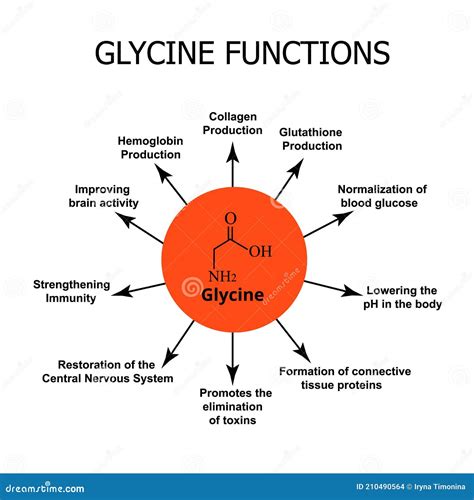 The Functions of Glycine. Amino Acid Glycine Chemical Molecular Formula ...