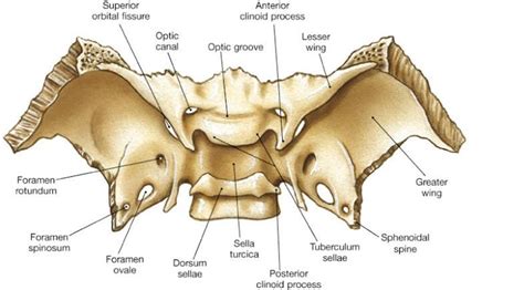 easyhumanatomy: Sphenoid: easy and brief discussion