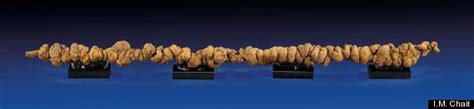 You Can Own This Fossilized Dino Poop, But You Have To Read This First | HuffPost