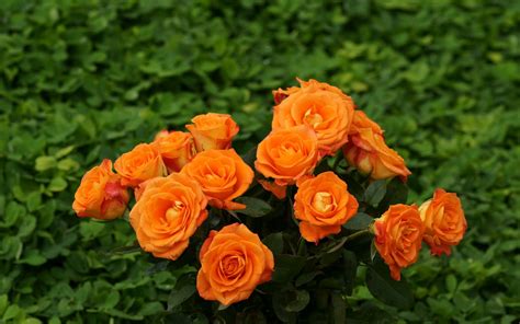 Flower Photos: Team of Orange Roses