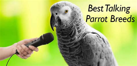 Discover the Top 5 Best Talking Parrot Breeds - Taj Birds