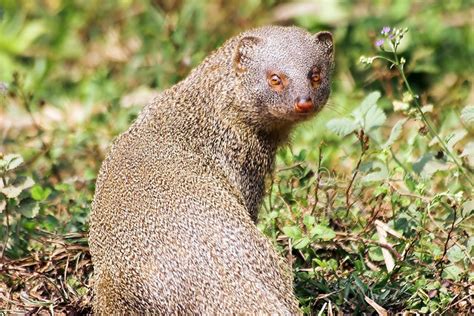 Indian Grey Mongoose | Flickr - Photo Sharing!