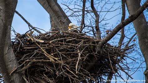 Photo of the Day: Bald Eagle's Nest - With a Bald Eagle In It