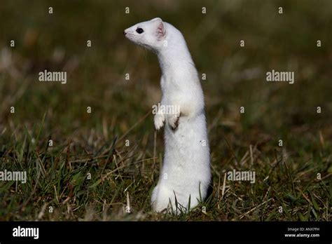 ermine, stoat (Mustela erminea), winter fur, Germany Stock Photo - Alamy