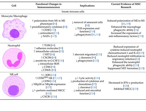 The functional changes of immune cells in immunosenescence and the ...