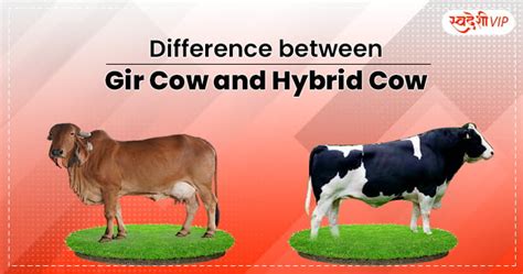 Difference between Gir Cow and Hybrid Cow