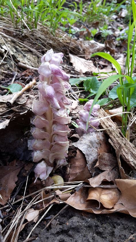 Can somebody identify this woodland plant? | ResearchGate