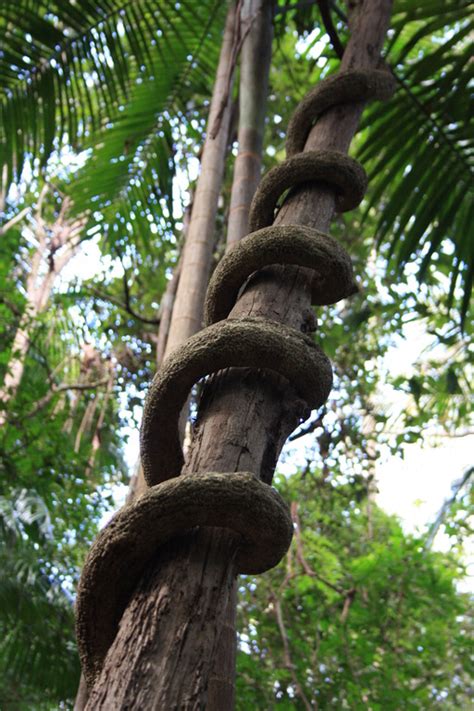 Spiral of Journey: Spirals in Nature Spirals in Nature Spirals in Nature