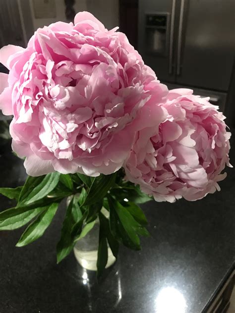 Pink Peonies from my garden 2018 ️ | Pink peonies, Pink, Peonies