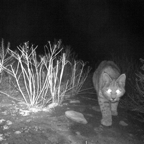 Wildlife Biologists at Curecanti National Recreation Area recently ...