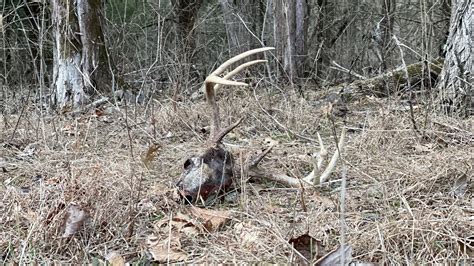 How To Find More Deer Sheds! MATCHED SET FOUND! - YouTube