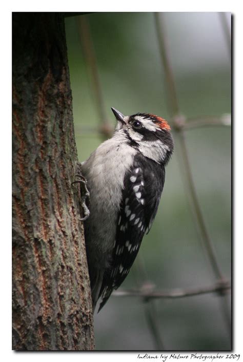 June 4th 2009 Baby Downy Woodpecker | Indiana Ivy Nature Photographer ...