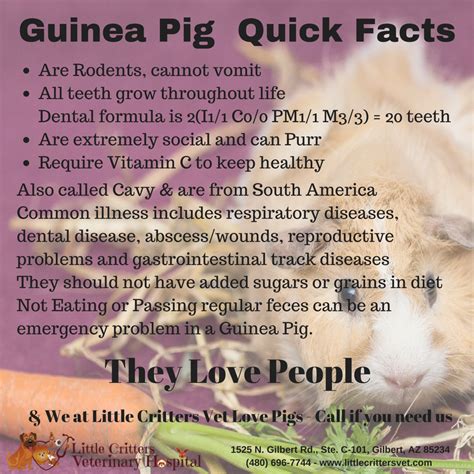 Guinea Pig Booklet - Little Critters Veterinary Hospital - Gilbert AZ