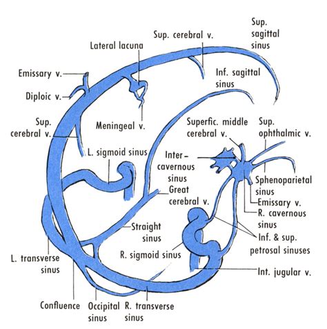 Reflecting on Cerebral Venous Sinus Thrombosis, and the U.S ...