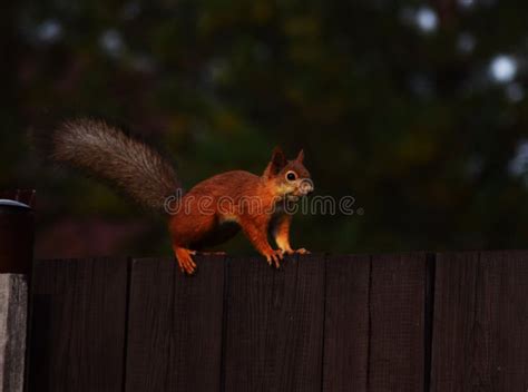 Red squirrel on the fence stock photo. Image of wood - 234494730