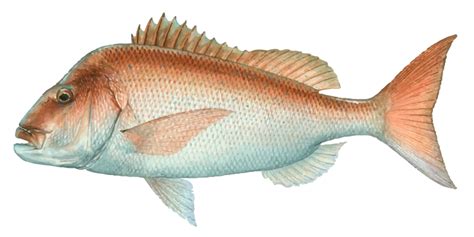 Pink Snapper, Where to catch Pink Snapper - Fishing Spots