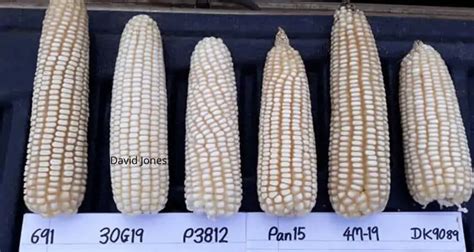 Highland Maize Varieties List - Cropnuts