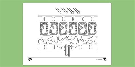 Cross Section Of A Leaf Worksheet