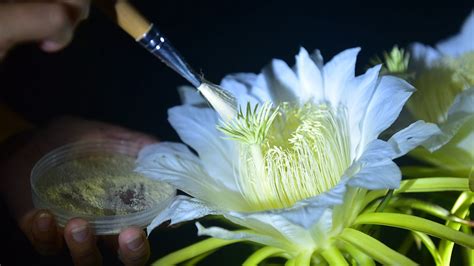 Dragon fruit flowers blooming at night in SW China - CGTN