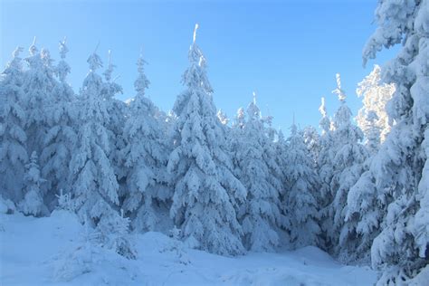 Pine Trees Covered With Snow · Free Stock Photo