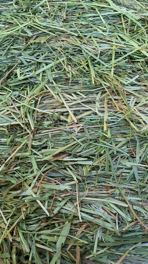 Meadow Rye Grass Hay 1 kg