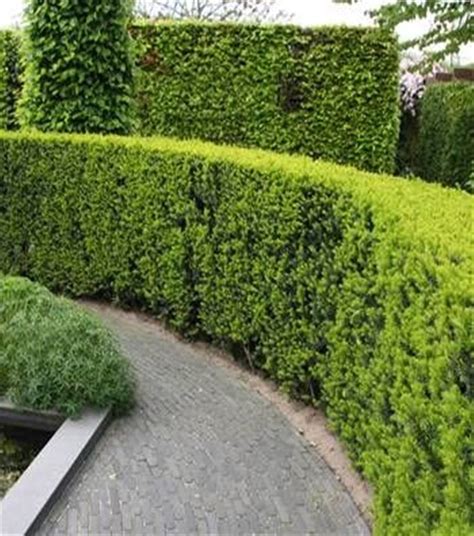 12 Garden Hedge Plants For Privacy - Matchness.com | Hedges landscaping ...