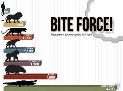 Top 155+ Strongest animal bite - Merkantilaklubben.org