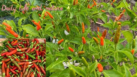 Bird eye chili Growing || Bird Eye Chili Plants || How To Grow Bird Eye Chili in Bag - YouTube