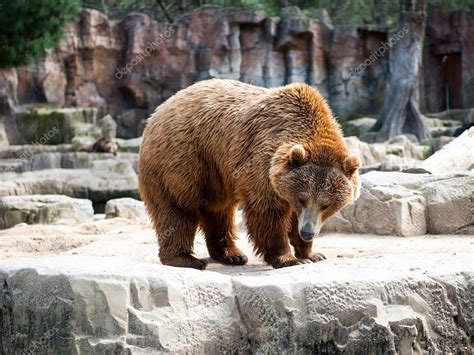 Animals in zoo in Madrid — Stock Photo © Siempreverde #69283151