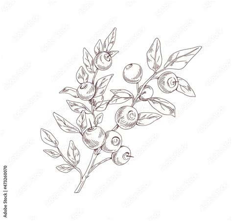 Blueberry branch sketch. Outlined botanical drawing of wild bilberry in vintage style. Detailed ...