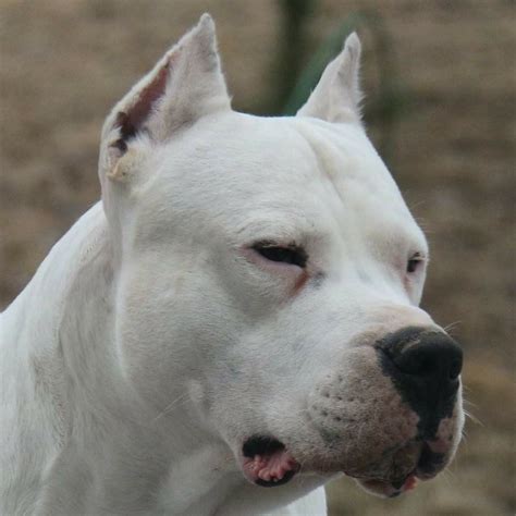 Dogo argentino | Argentinian dog, Best dogs, Dog breeds