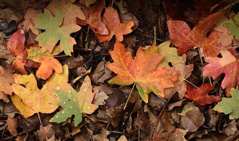 Fall leaves | Fall leaves in Kolob Canyon, 10/25/15 | Zion National ...