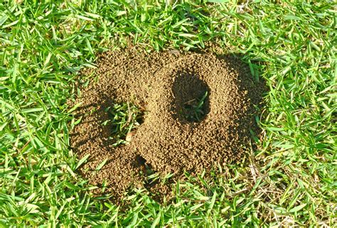 How to Get Rid of Ants in Your Yard (2024) | PropertyClub