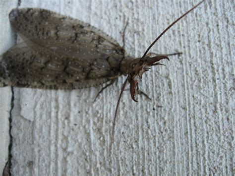 Dobsonfly | en.wikipedia.org/wiki/Dobsonfly | Qfamily | Flickr