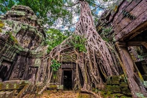 Ta Prohm Temple | Experience Travel Group