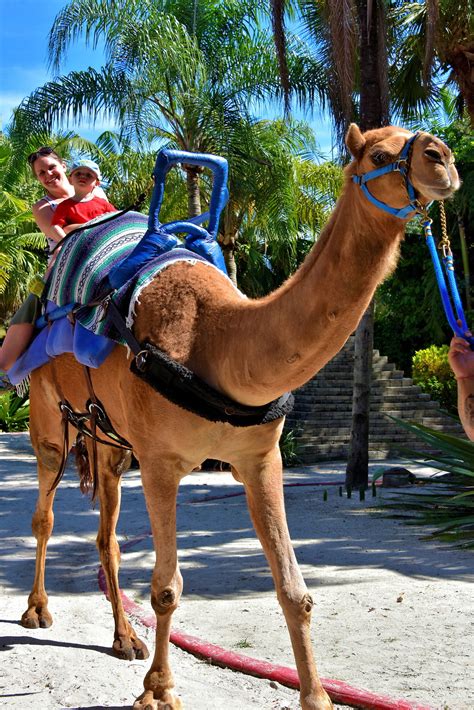 Mom and Child Riding Camel at Zoo Miami in Miami, Florida - Encircle Photos