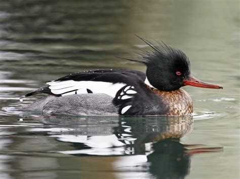 Red-breasted Merganser Breeding male | Birds, Merganser ducks, Bird