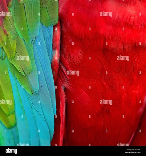 Greenwinged Macaw feathers Stock Photo - Alamy