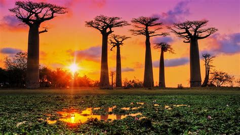 HD wallpaper: Trees, Baobab Tree, Sunset | Wallpaper Flare