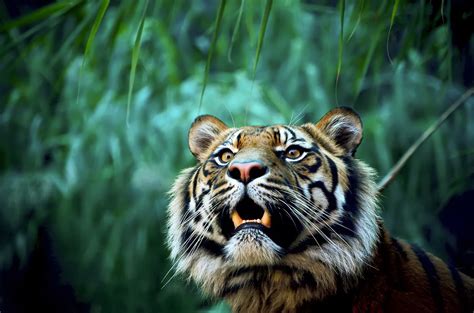 animals, Nature, Tiger Wallpapers HD / Desktop and Mobile Backgrounds