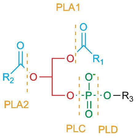 Phospholipase C - Alchetron, The Free Social Encyclopedia