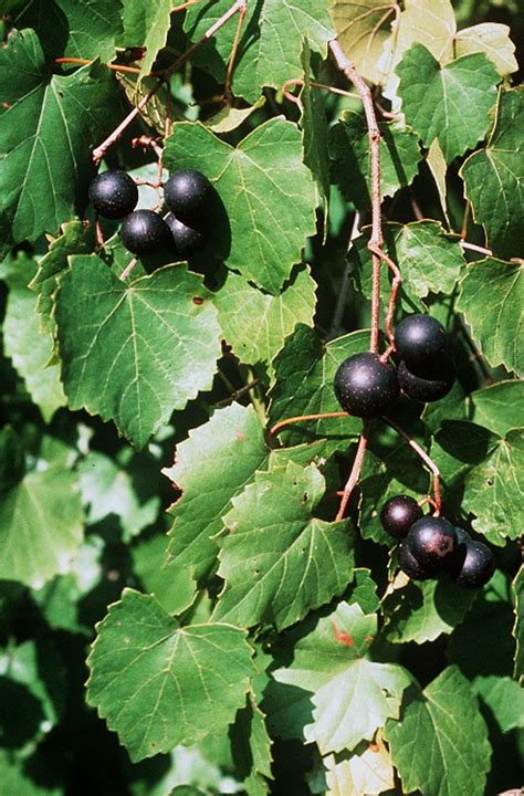 Muscadine grapes - a local favorite and they grow really well in SoFlo. Perfect xeriscape plant ...