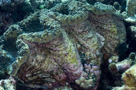 Tridacna gigas - giant clam | Reef Life Survey