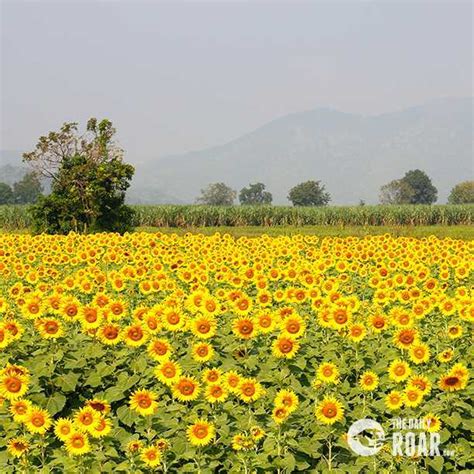 Sunflower fields, Lopburi (2024) - Images, Timings | Holidify