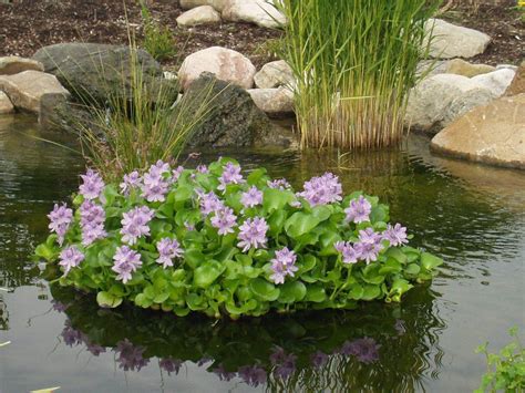 Floating Flora Island | Water Hyacinth Plant Protector | Pond plants, Floating pond plants ...