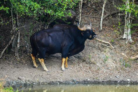 Gaur (Bos gaurus)