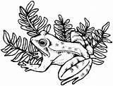 Free Frog Coloring Pages sketch template