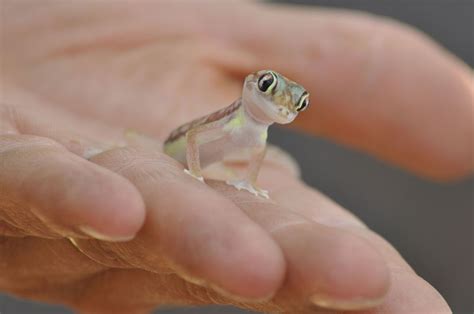 Cutest lizard I've ever seen | Cute lizard, Cute gecko, Cute reptiles