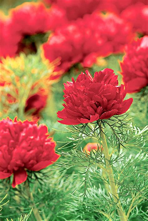 Fernleaf Peony Adds Unexpected Color and Texture to Your Garden